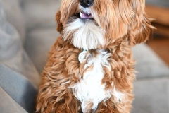 Romeo 2