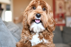 Romeo 3