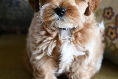 Romeo 4