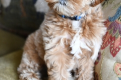 Romeo 5