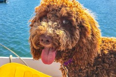 Rosie-1