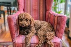 Rosie-3
