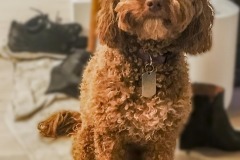 Rosie-4