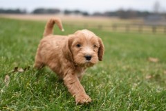 Scouts-honor-15