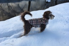 Skye-19