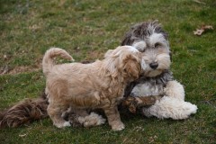 Skye-2