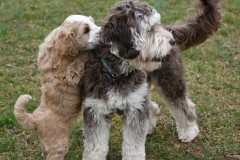 Skye-6