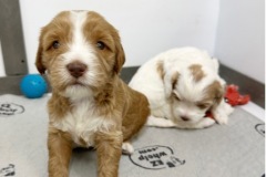 PicTapGo-2025-10-31-112956