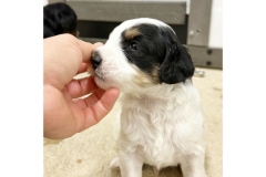 PicTapGo-2025-10-31-113622