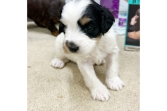 PicTapGo-2025-10-31-113627