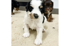 PicTapGo-2025-10-31-113630