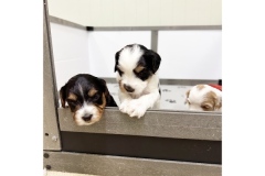 PicTapGo-2025-10-31-132428