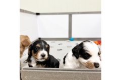 PicTapGo-2025-10-31-132533