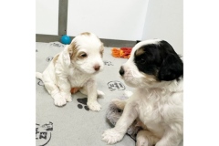 PicTapGo-2025-10-31-132534